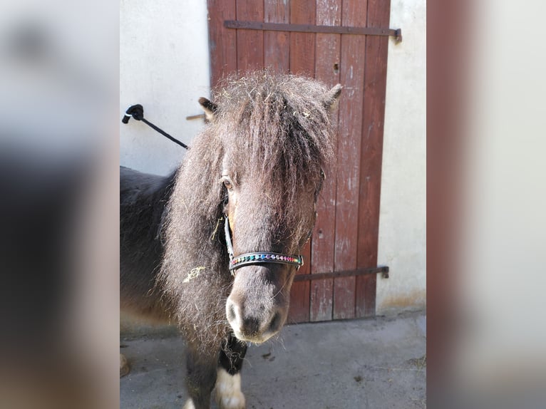 Shetland Ponys Mix Wallach 9 Jahre 95 cm Tobiano-alle-Farben in Simmershofen
