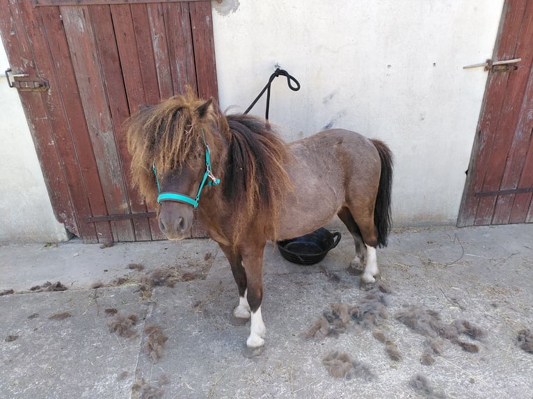 Shetland Ponys Mix Wallach 9 Jahre 95 cm Tobiano-alle-Farben in Simmershofen