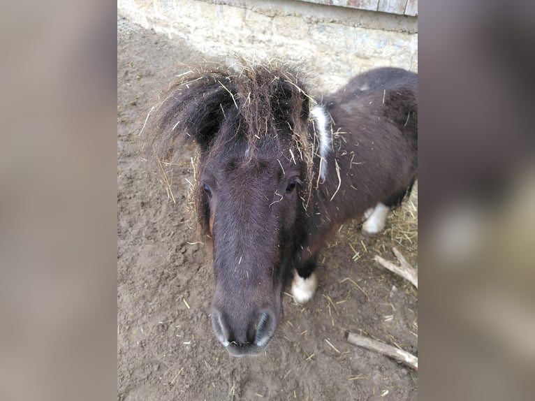 Shetland Ponys Mix Wallach 9 Jahre 95 cm Tobiano-alle-Farben in Simmershofen