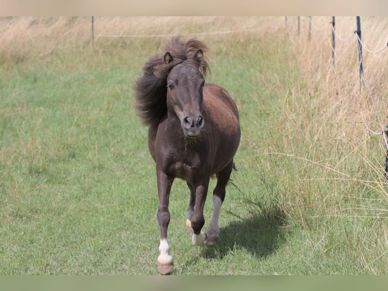 Shetland Ponys Mix Wallach 9 Jahre 95 cm Tobiano-alle-Farben in Simmershofen