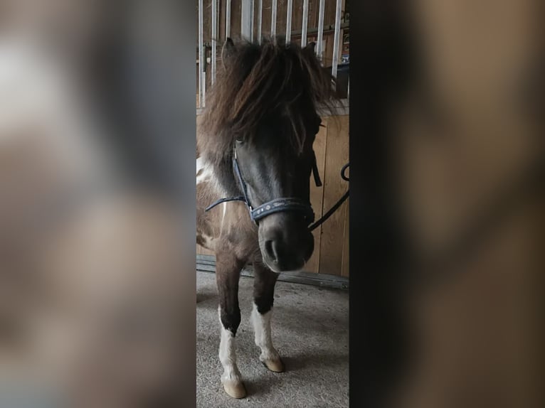 Shetland Ponys Wallach 9 Jahre in Fehraltorf