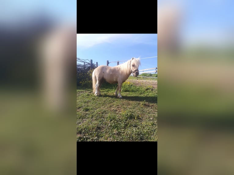 Shetland Ponys Wallach 9 Jahre Palomino in Duppach