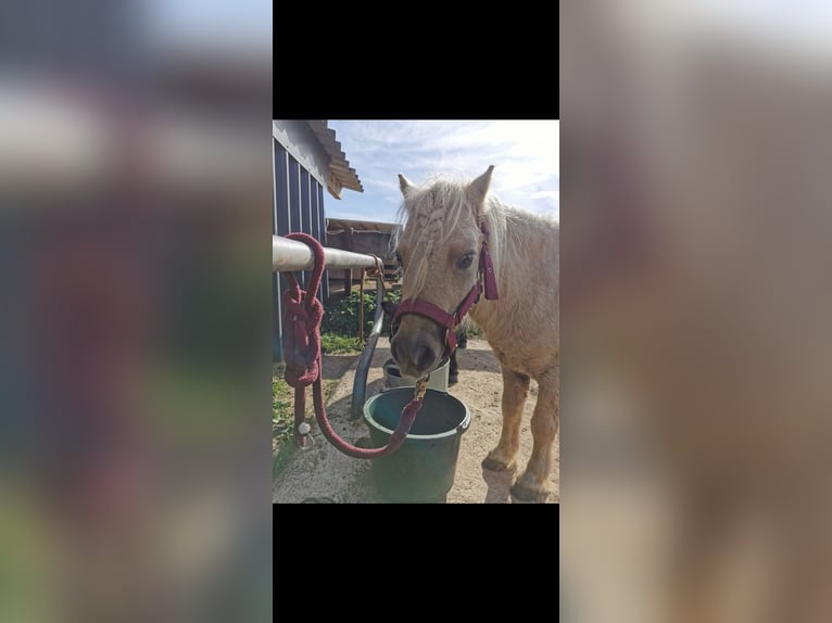 Shetland Ponys Wallach 9 Jahre Palomino in Duppach