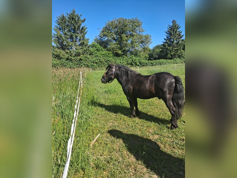 Shetland Stallone 12 Anni 91 cm Morello in Lübeck