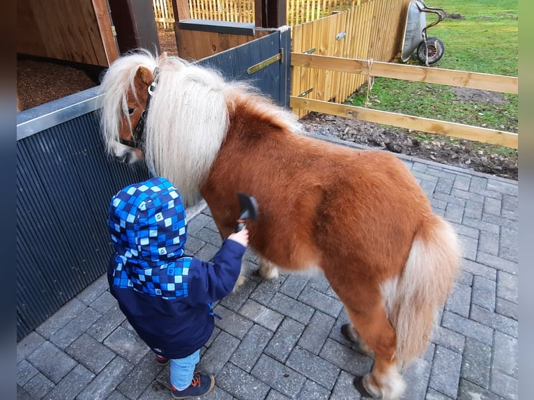 Shetland Stallone 13 Anni 83 cm Sauro in Ahaus