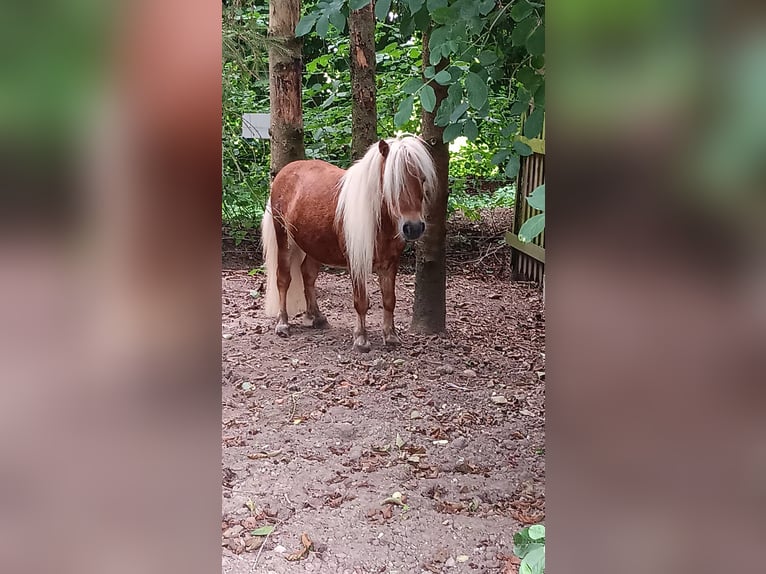 Shetland Stallone 13 Anni 83 cm Sauro in Ahaus