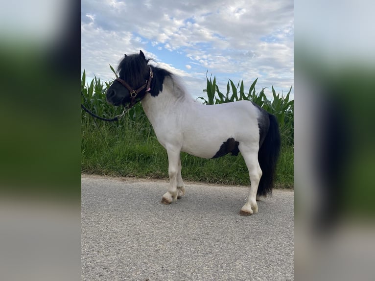 Shetland Stallone 13 Anni 85 cm Pezzato in Ulm