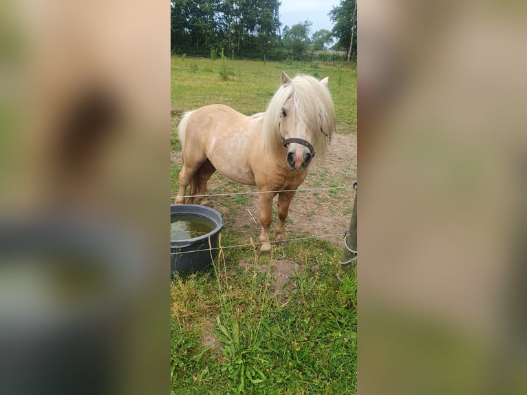 Shetland Stallone 13 Anni 88 cm Palomino in Hegelsom
