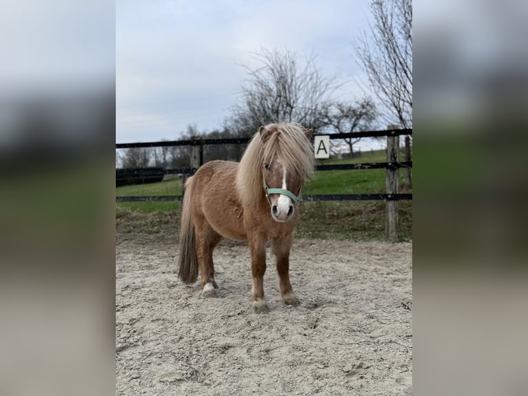 Shetland Stallone 13 Anni 99 cm in Meinerzhagen