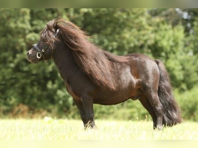 Shetland Stallone 14 Anni 85 cm Morello in Schieder-Schwalenberg