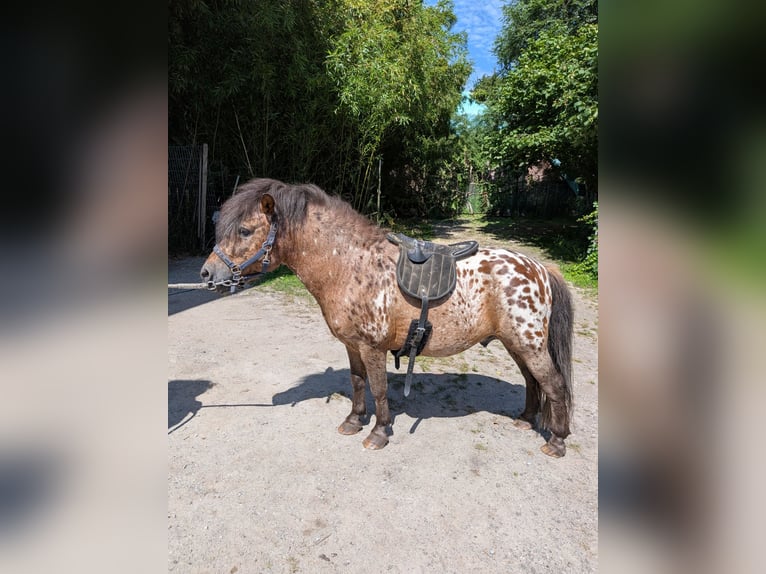 Shetland Stallone 15 Anni 105 cm Leopard in Ovelgönne