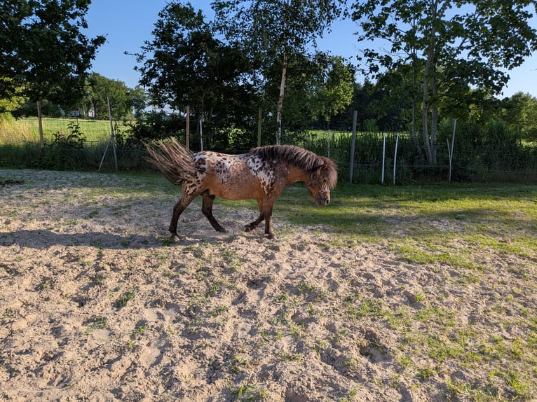 Shetland Stallone 15 Anni 105 cm Leopard in Ovelgönne