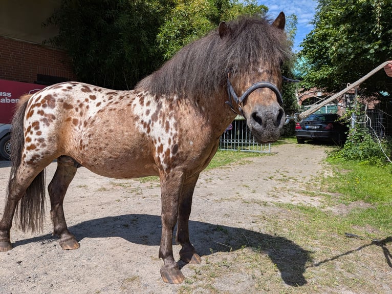 Shetland Stallone 15 Anni 105 cm Leopard in Ovelgönne