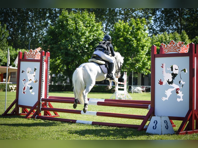 Shetland Stallone 19 Anni 110 cm Pezzato in León