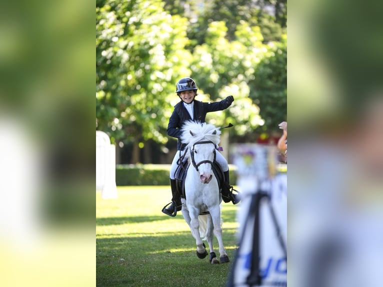 Shetland Stallone 19 Anni 110 cm Pezzato in León