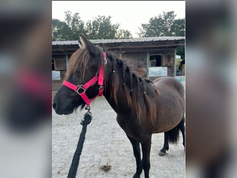 Shetland Stallone 1 Anno 100 cm Baio nero in Hoogvliet Rotterdam