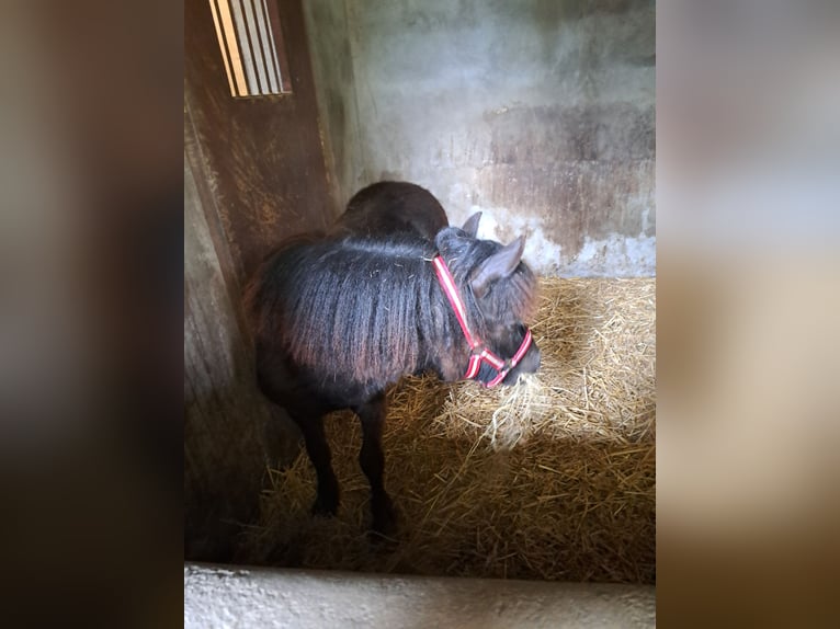 Shetland Stallone 1 Anno 100 cm  in Leusden