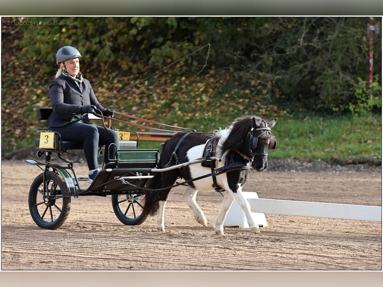 Shetland Stallone 1 Anno 100 cm Pezzato in Stephanskirchen