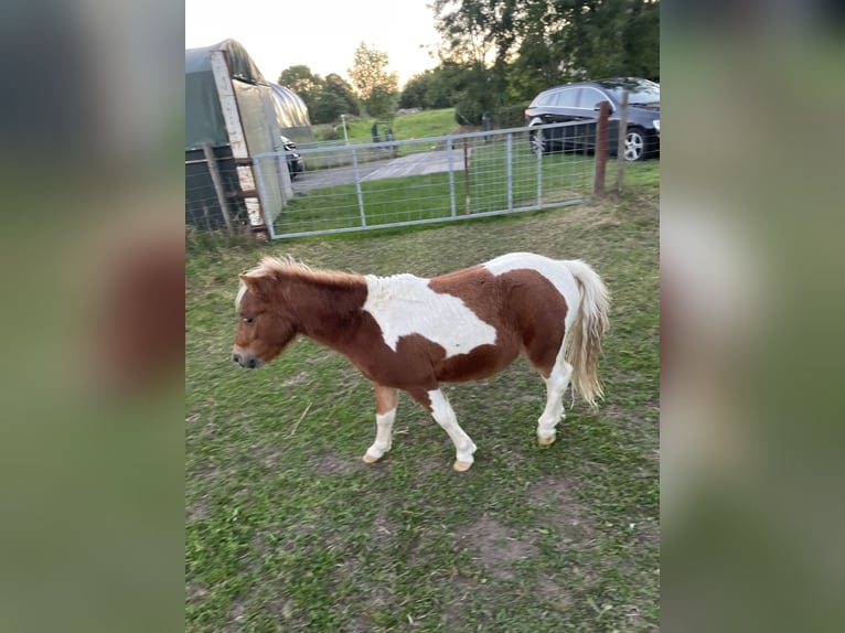 Shetland Stallone 1 Anno 100 cm Pezzato in Tongeren