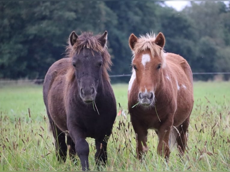 Shetland Stallone 1 Anno 100 cm Pezzato in Peckfitz