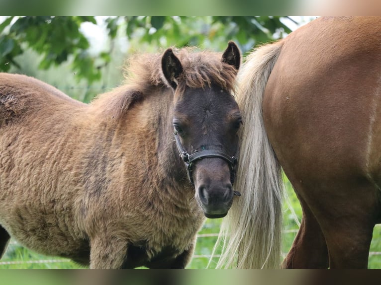 Shetland Stallone 1 Anno 100 cm Pezzato in Peckfitz