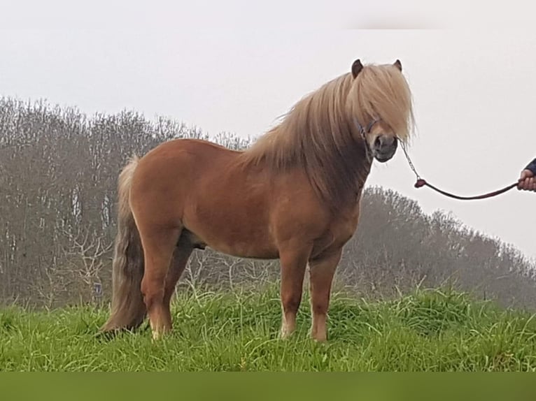 Shetland Stallone 1 Anno 104 cm Champagne in Arnemuiden