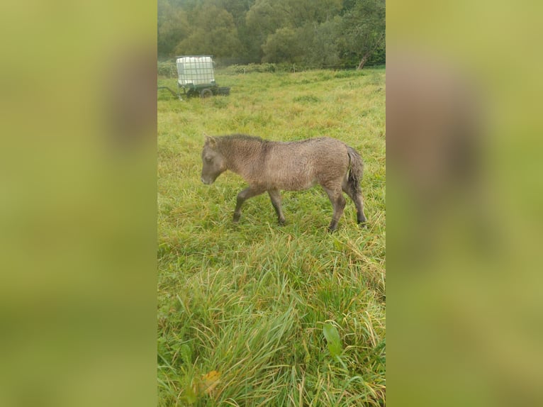 Shetland Stallone 1 Anno 105 cm Falbo in Sitters