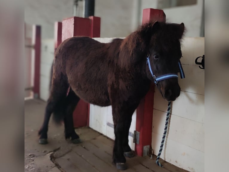 Shetland Stallone 1 Anno 105 cm Morello in Bad Segeberg
