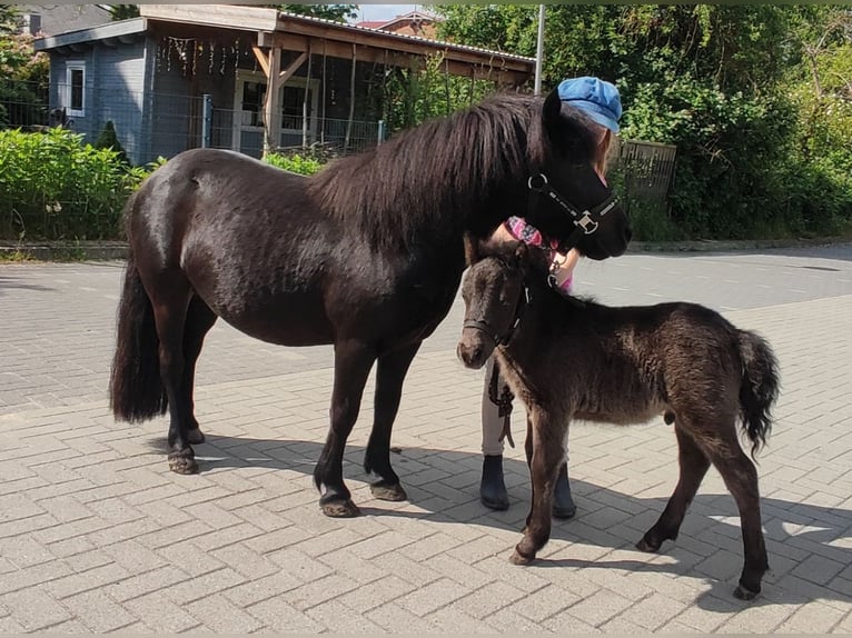 Shetland Stallone 1 Anno 105 cm Morello in Bad Segeberg