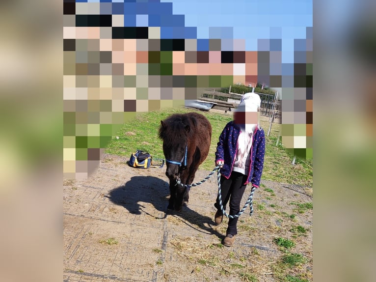 Shetland Stallone 1 Anno 105 cm Morello in Bad Segeberg