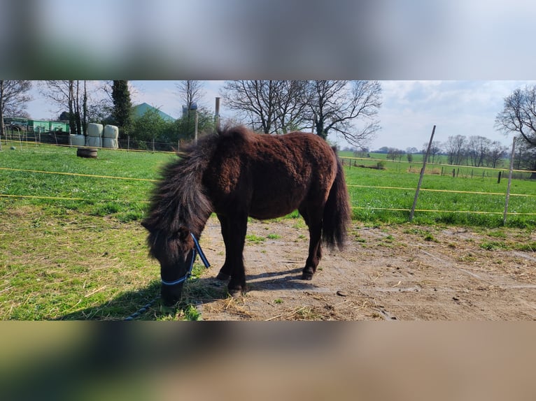 Shetland Stallone 1 Anno 105 cm Morello in Bad Segeberg