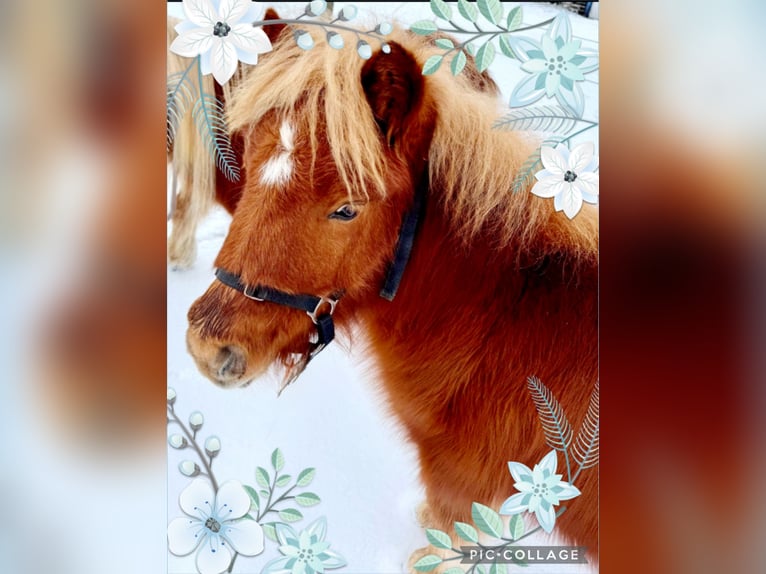 Shetland Stallone 1 Anno 105 cm Sauro in Linkenheim-Hochstetten