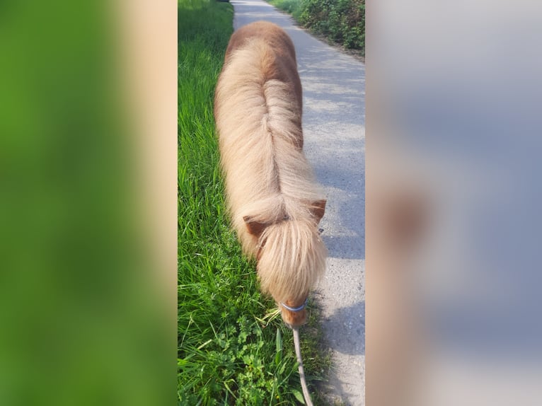 Shetland Stallone 1 Anno 105 cm Sauro in Linkenheim-Hochstetten