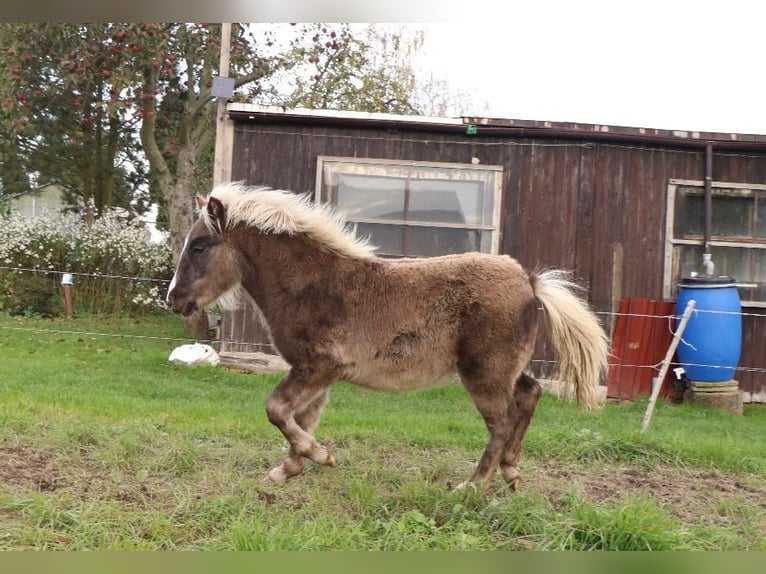 Shetland Mix Stallone 1 Anno 110 cm in Bad Schandau