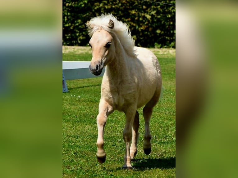 Shetland Stallone 1 Anno 110 cm Falbo in Marsberg