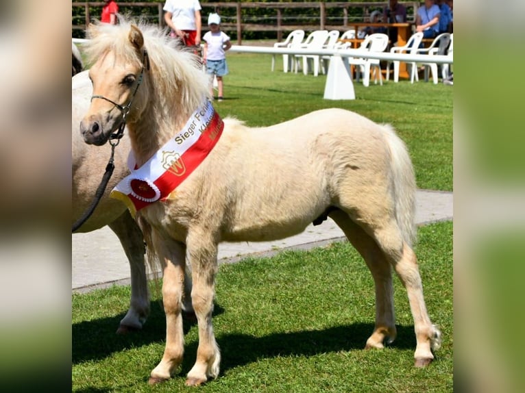 Shetland Stallone 1 Anno 110 cm Falbo in Marsberg