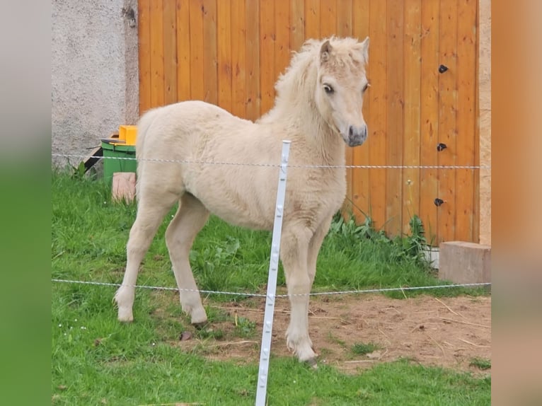 Shetland Stallone 1 Anno 110 cm Falbo in Marsberg
