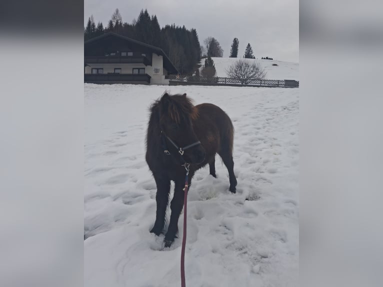Shetland Stallone 1 Anno 110 cm Morello in Forstau
