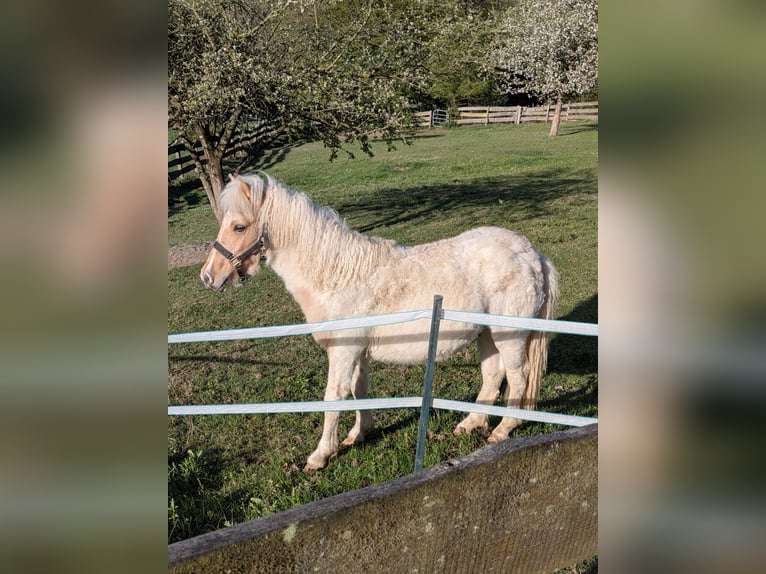 Shetland Stallone 1 Anno 112 cm Pezzato in LüdenscheidLüdenscheid