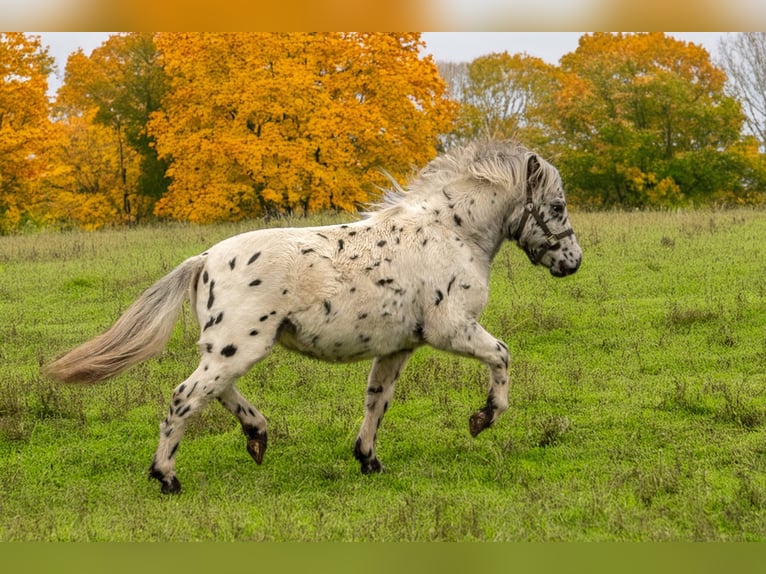 Shetland Stallone 1 Anno 113 cm Leopard in Gro&#xDF; Molzahn
