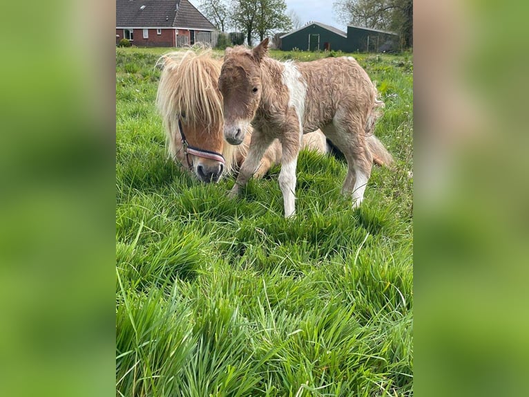 Shetland Stallone 1 Anno 80 cm Pezzato in Lisse