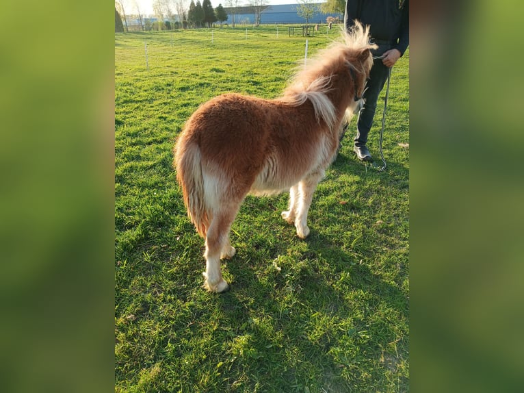 Shetland Stallone 1 Anno 80 cm Sauro in Nederhemert