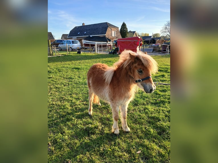 Shetland Stallone 1 Anno 80 cm Sauro in Nederhemert