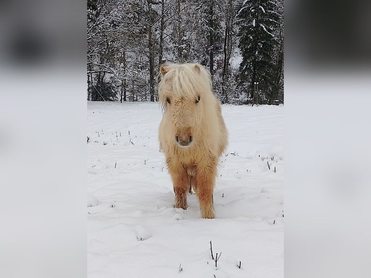 Shetland Stallone 1 Anno 90 cm Palomino in Frohnleiten