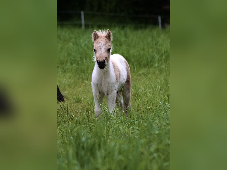 Shetland Stallone 1 Anno 95 cm Pezzato in Mülheim-Kärlich