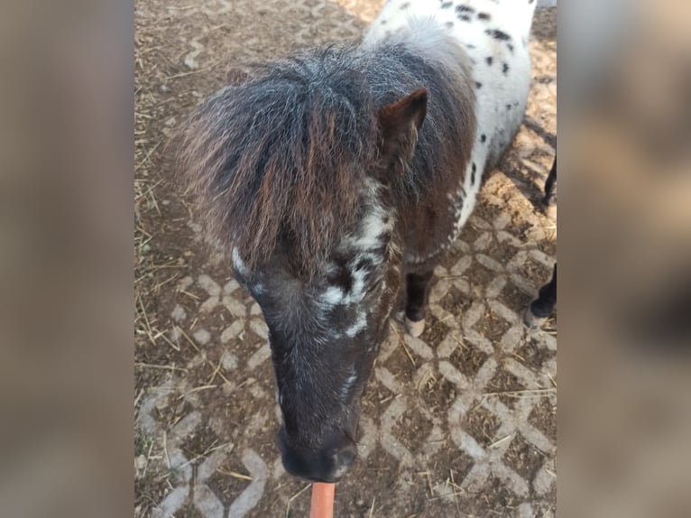 Shetland Stallone 1 Anno 98 cm Leopard in Eisenberg