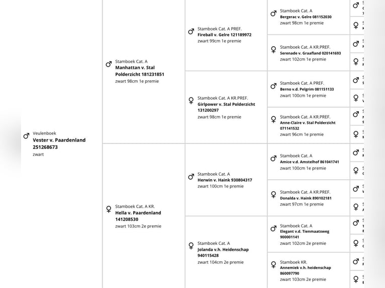 Shetland Stallone 1 Anno 98 cm Morello in Hästveda