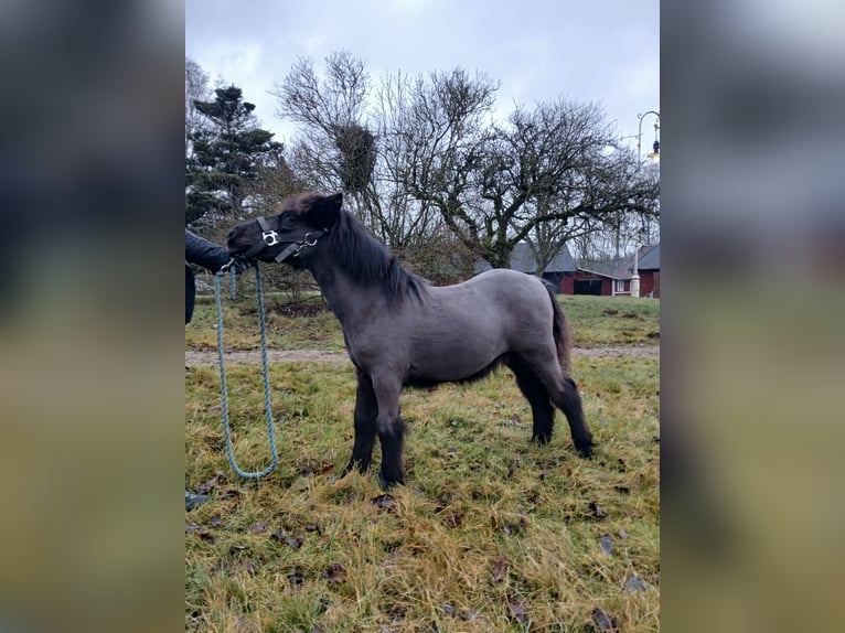Shetland Stallone 1 Anno 98 cm Morello in Hästveda