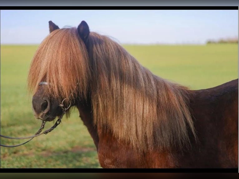 Shetland Stallone 1 Anno Palomino in Oberschöna