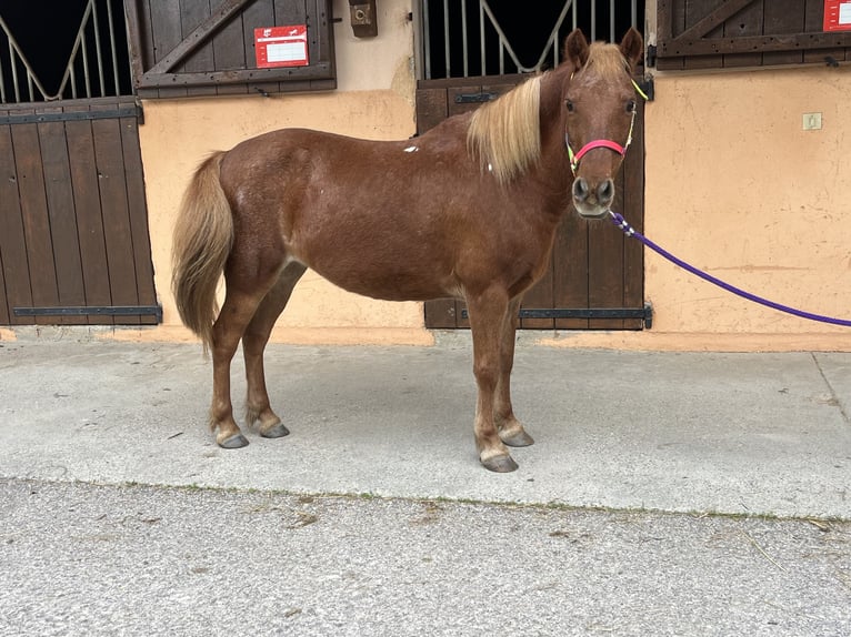 Shetland Stallone 21 Anni 116 cm Sauro scuro in CourtenayMorestel